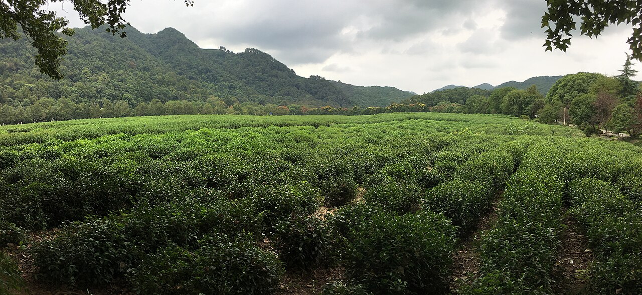 China National Tea Museum in Hangzhou.